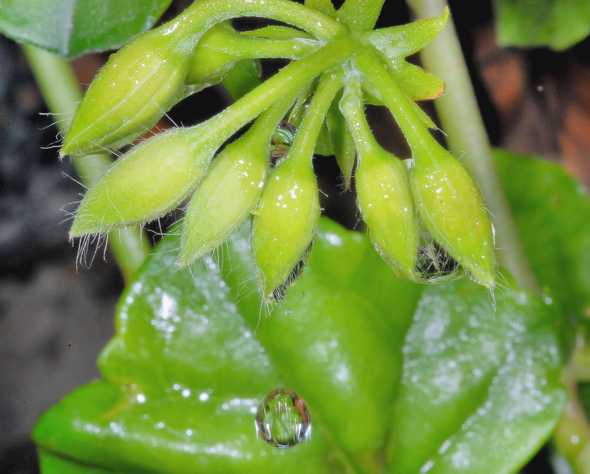 Contrapposizione.....!